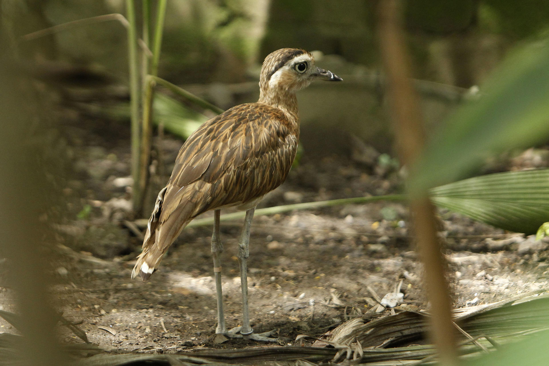 Un alcaraván (Burhinus oedicnemus)​ en el renovado aviario del Parque de la Conservación.