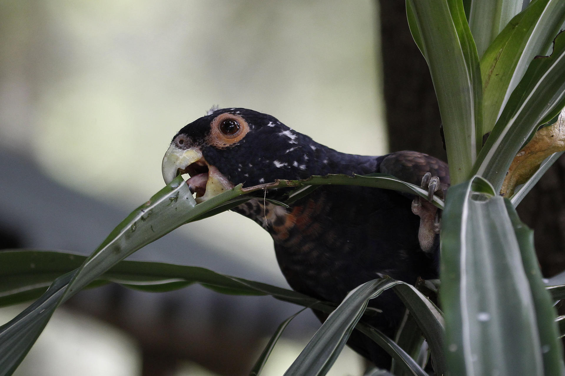 Una cotorra maicera (Pionus chalcopterus) en el renovado aviario del Parque de la Conservación.