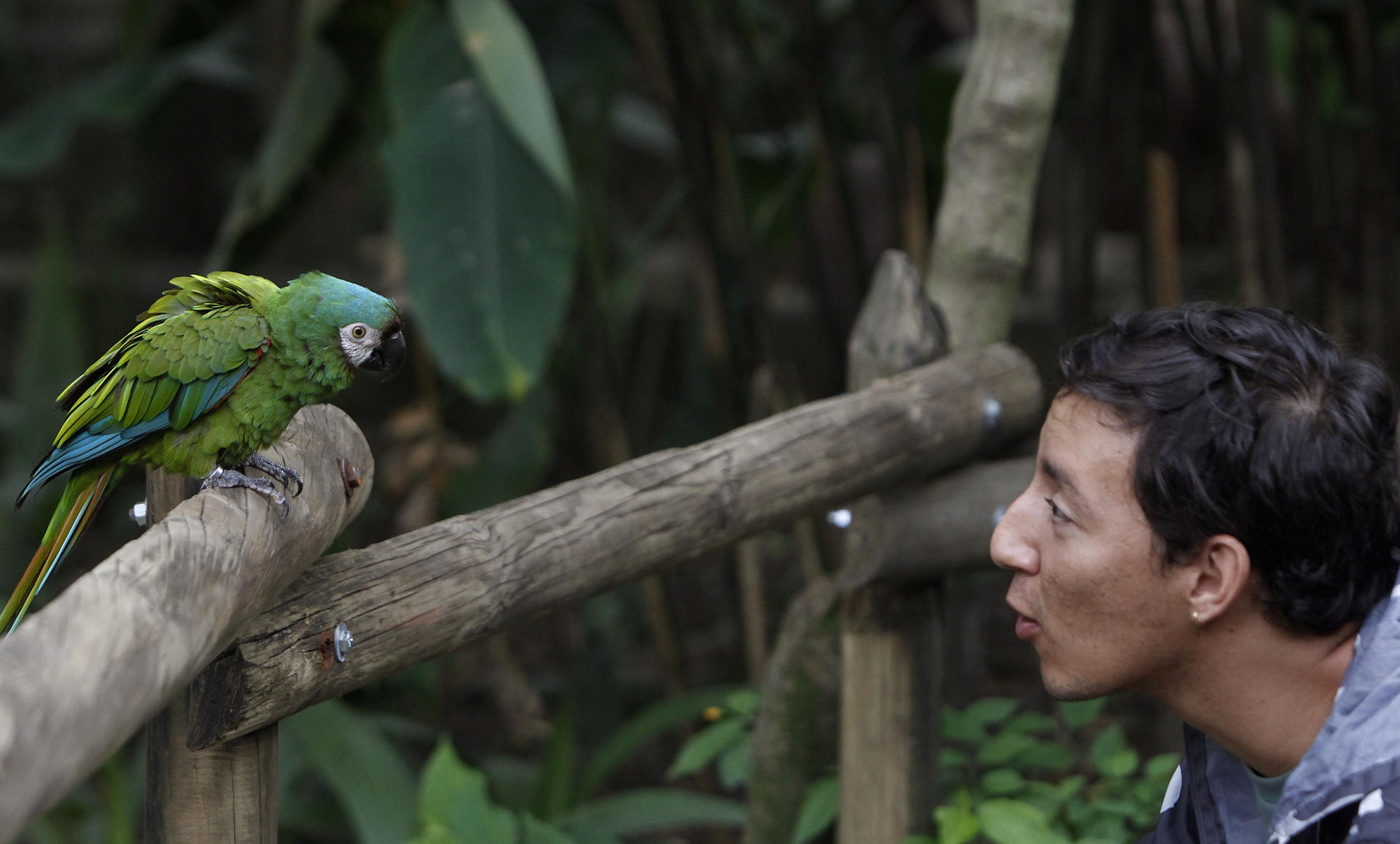 Se observa una Guacamayeja (Ara Severus)