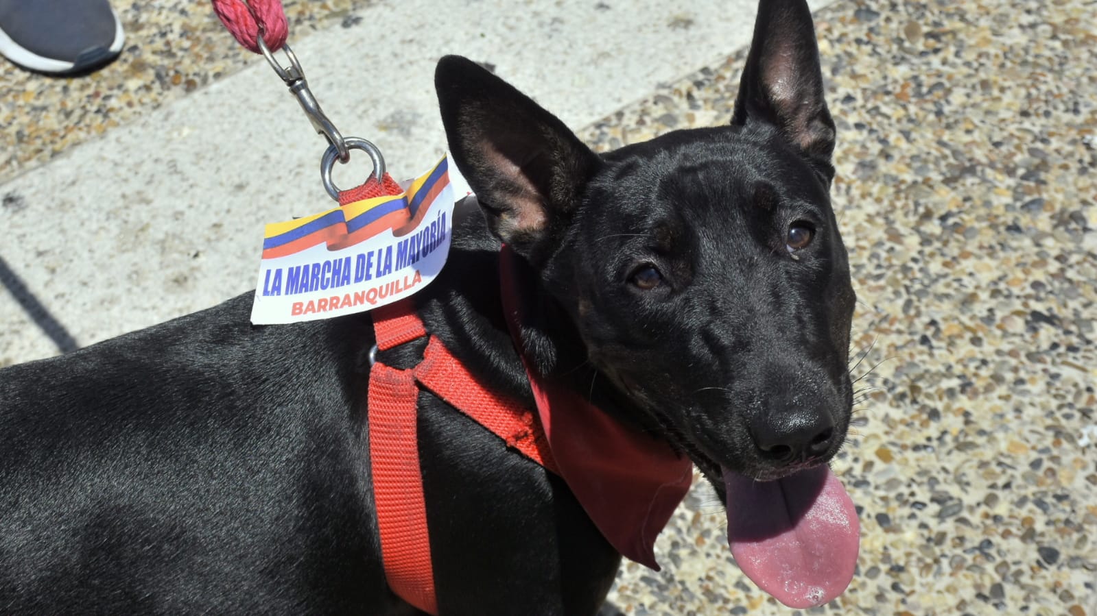 Hasta mascotas hicieron parte de la marcha antipetrista.