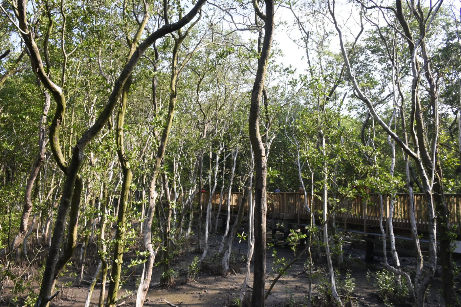 Arborización en medio del Ecoparque.