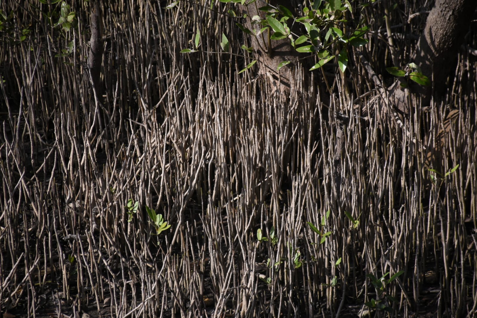 El Ecoparque cuenta con más de 15 especies vegetales.