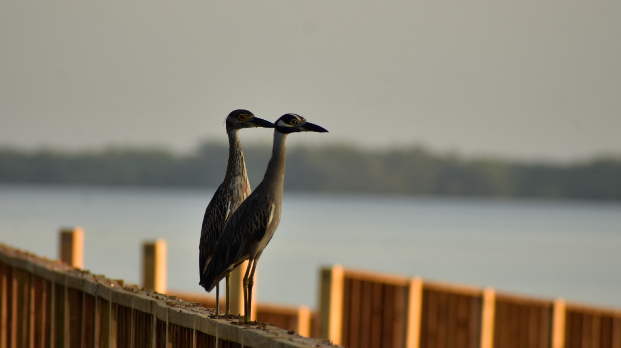 La fauna en el amanecer en el Ecoparque Ciénaga de Mallorquín.