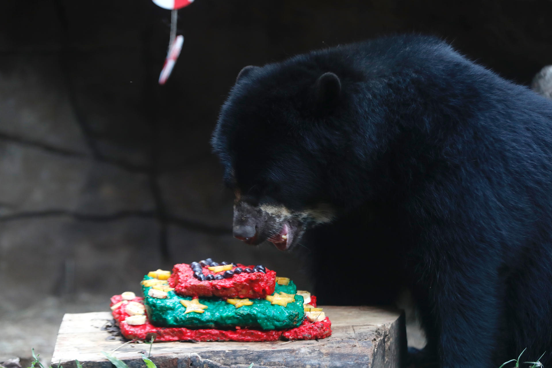 Oso en Navidad.