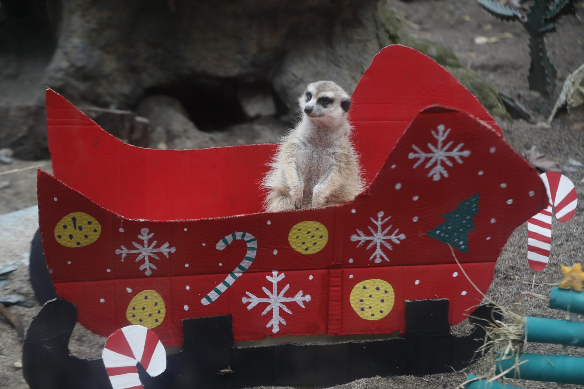 Suricata busca comida en medio de un trineo navideño.