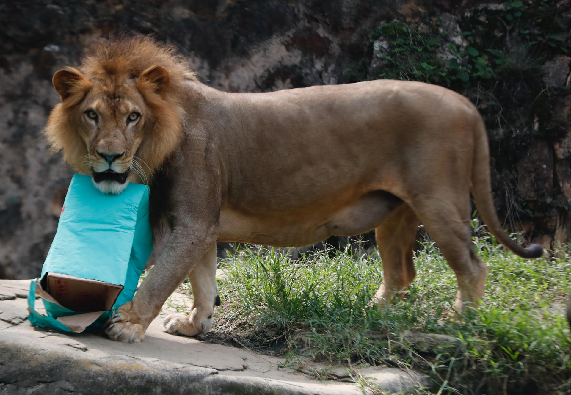 Un león busca alimento en una caja.