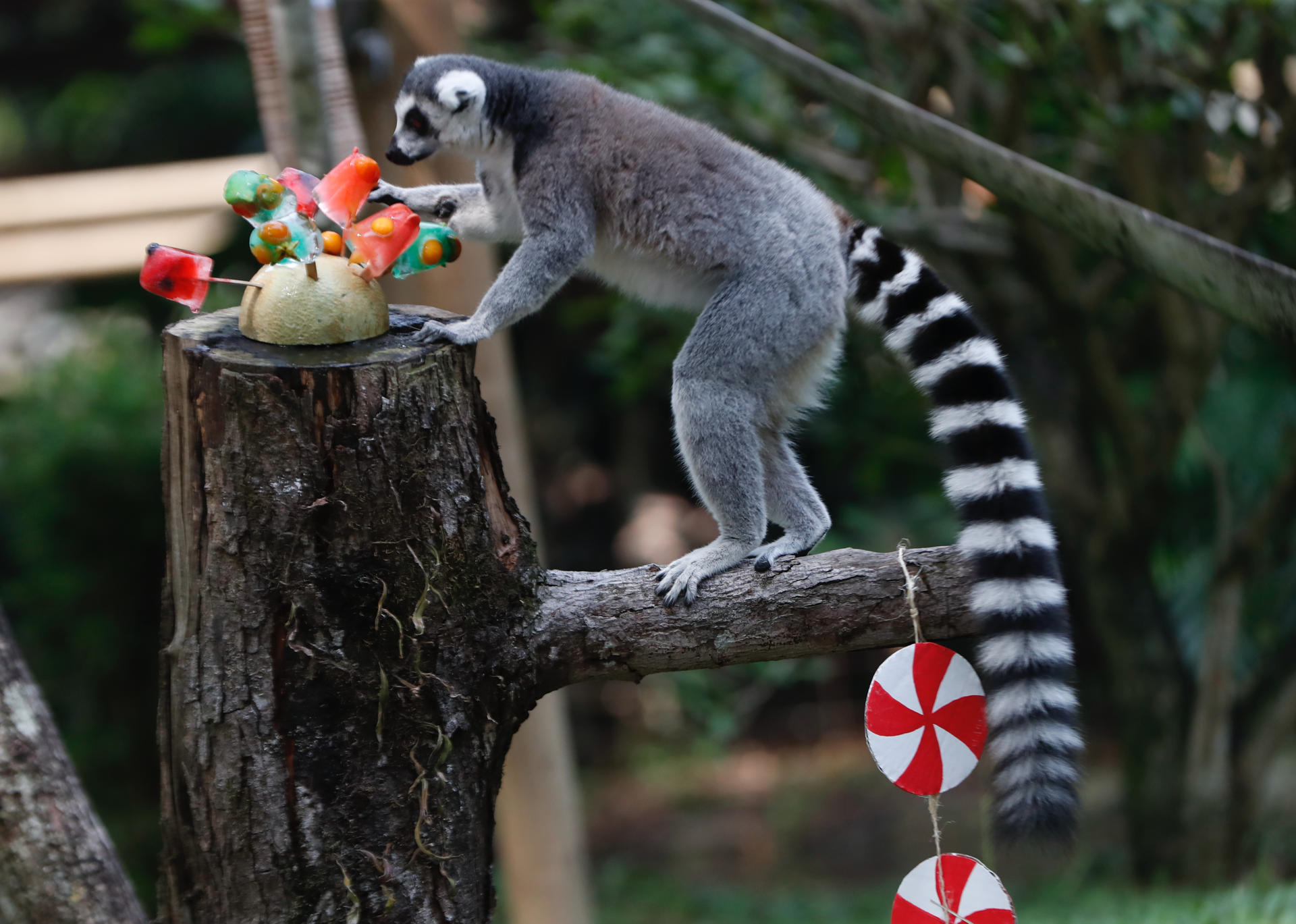 Un lemur observa frutas en forma de regalo.