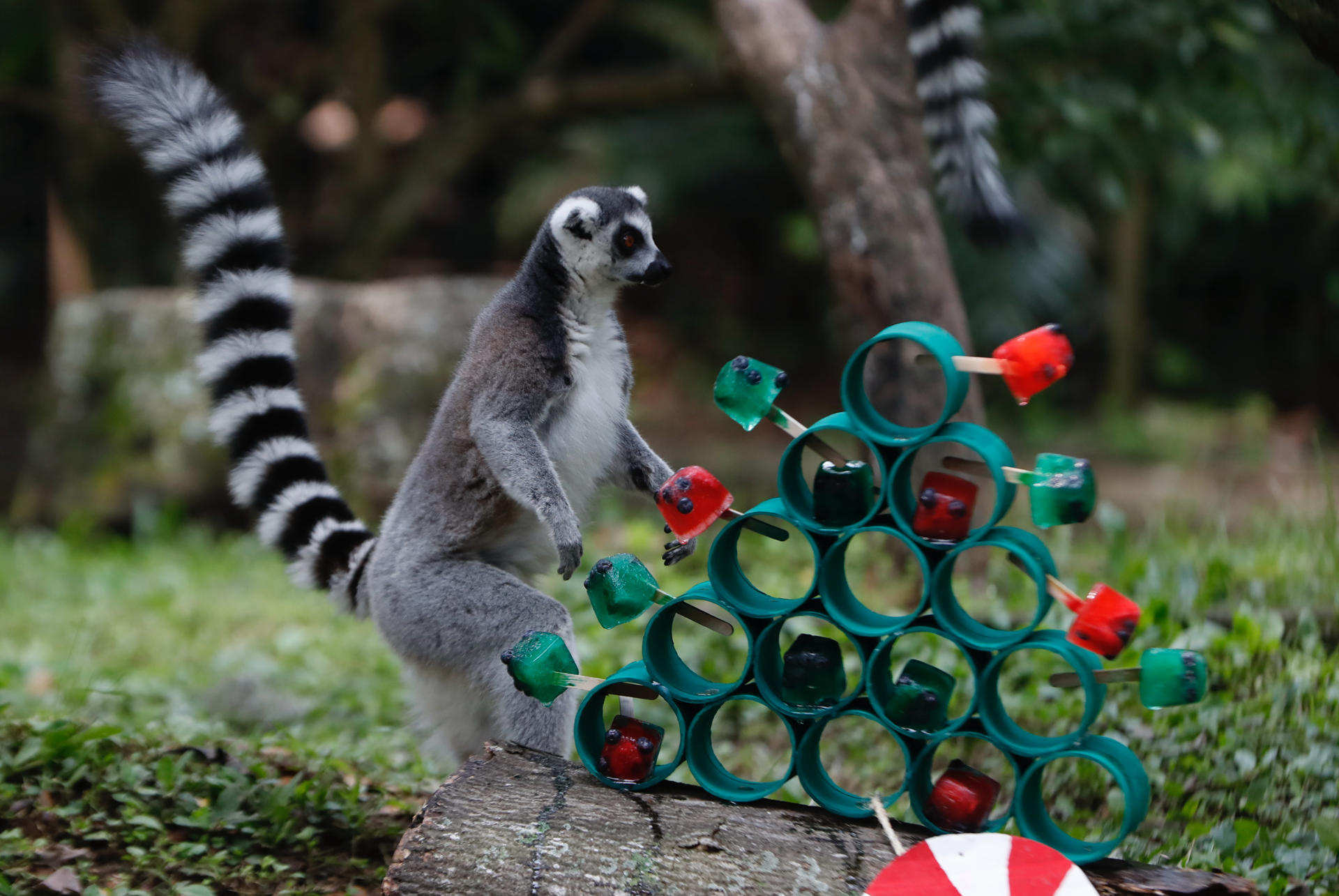 Un lemur observa frutas.