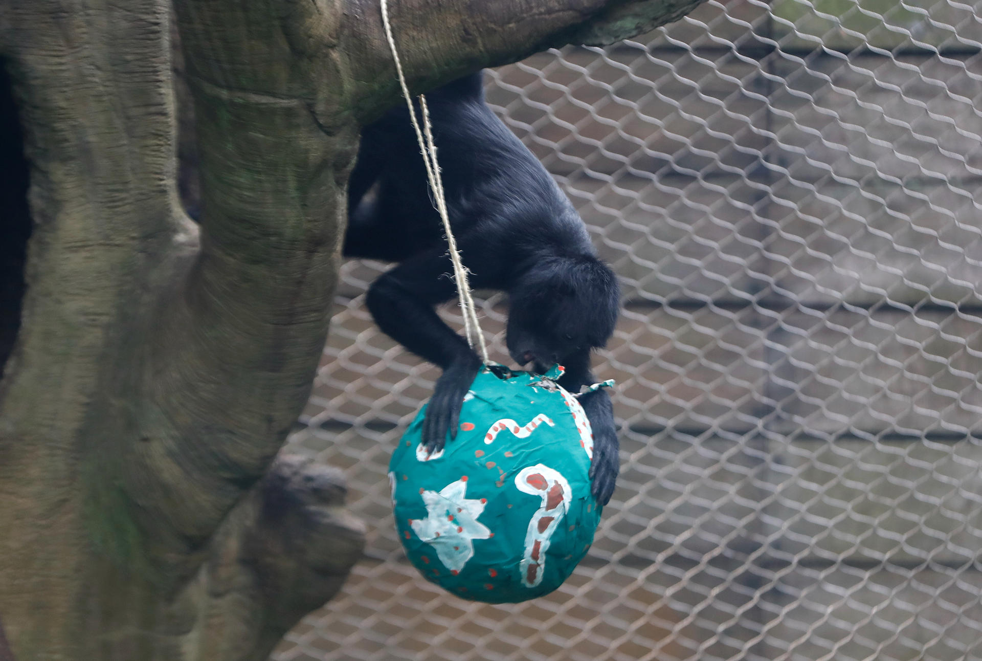 Un mono araña busca comida en un regalo.