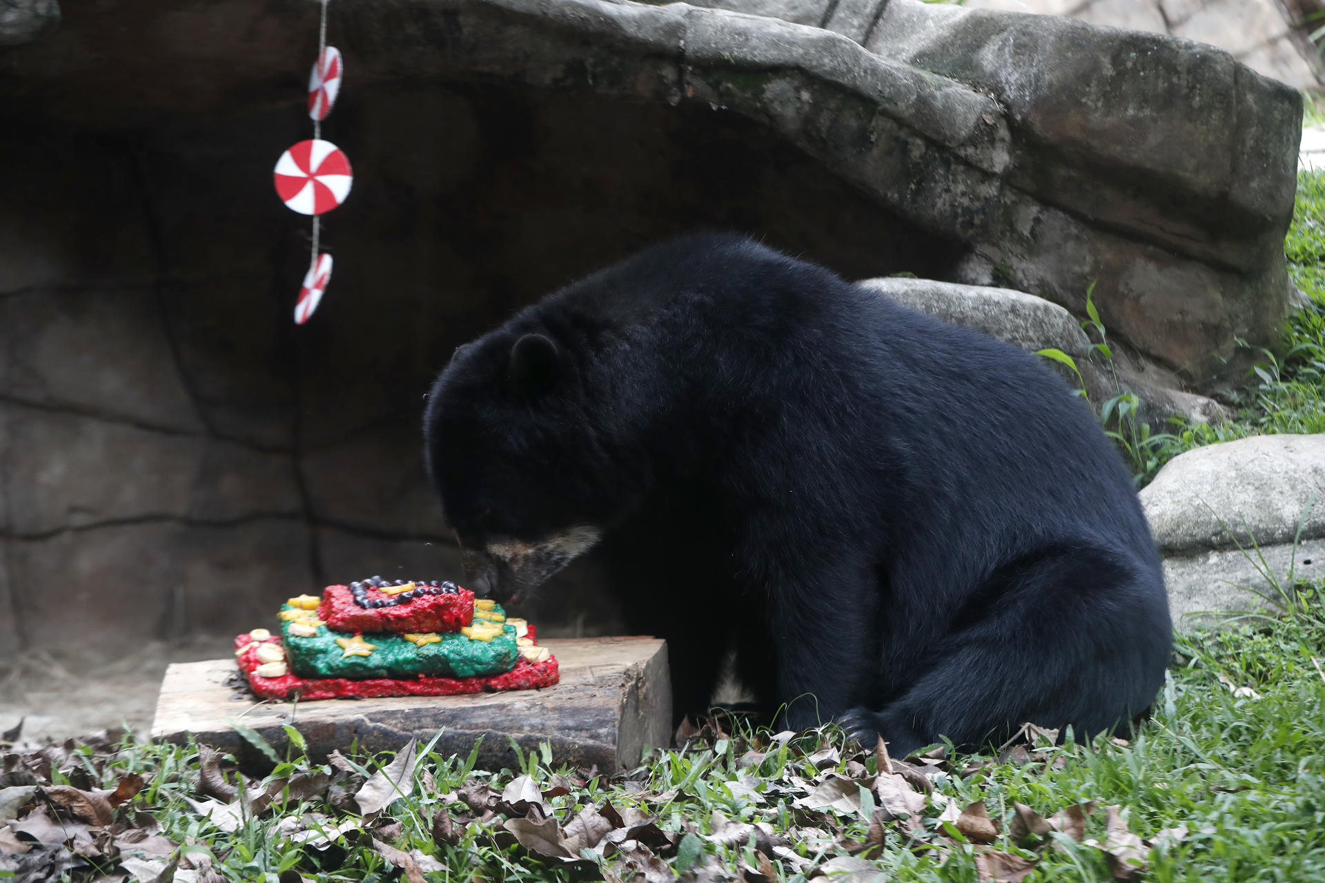 Un oso andino come frutas de un pastel.