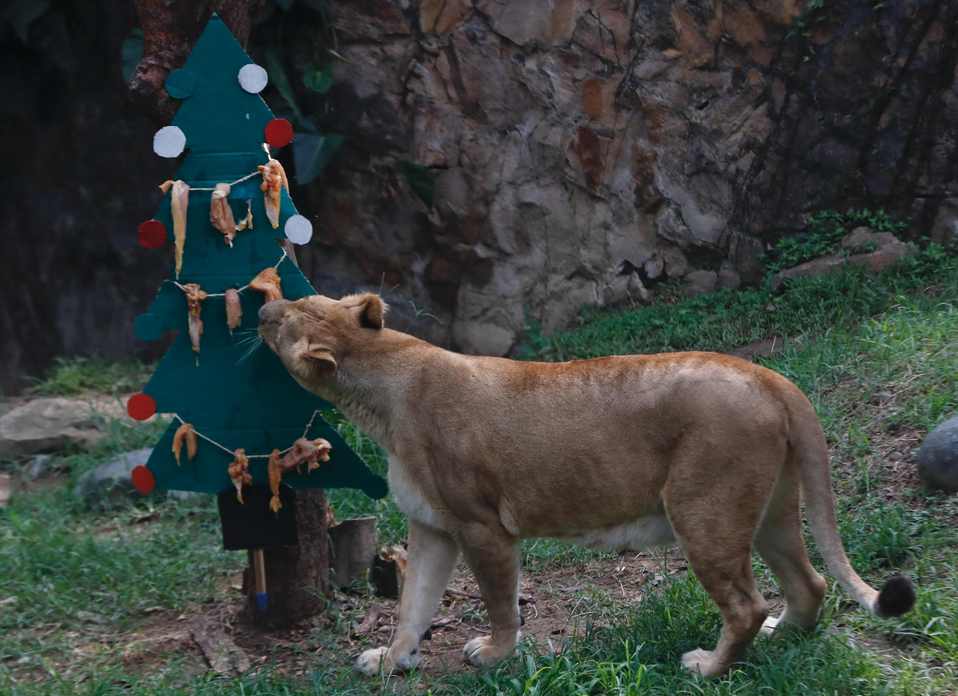 Una leona come presas de pollo colgadas en una especie de árbol de Navidad