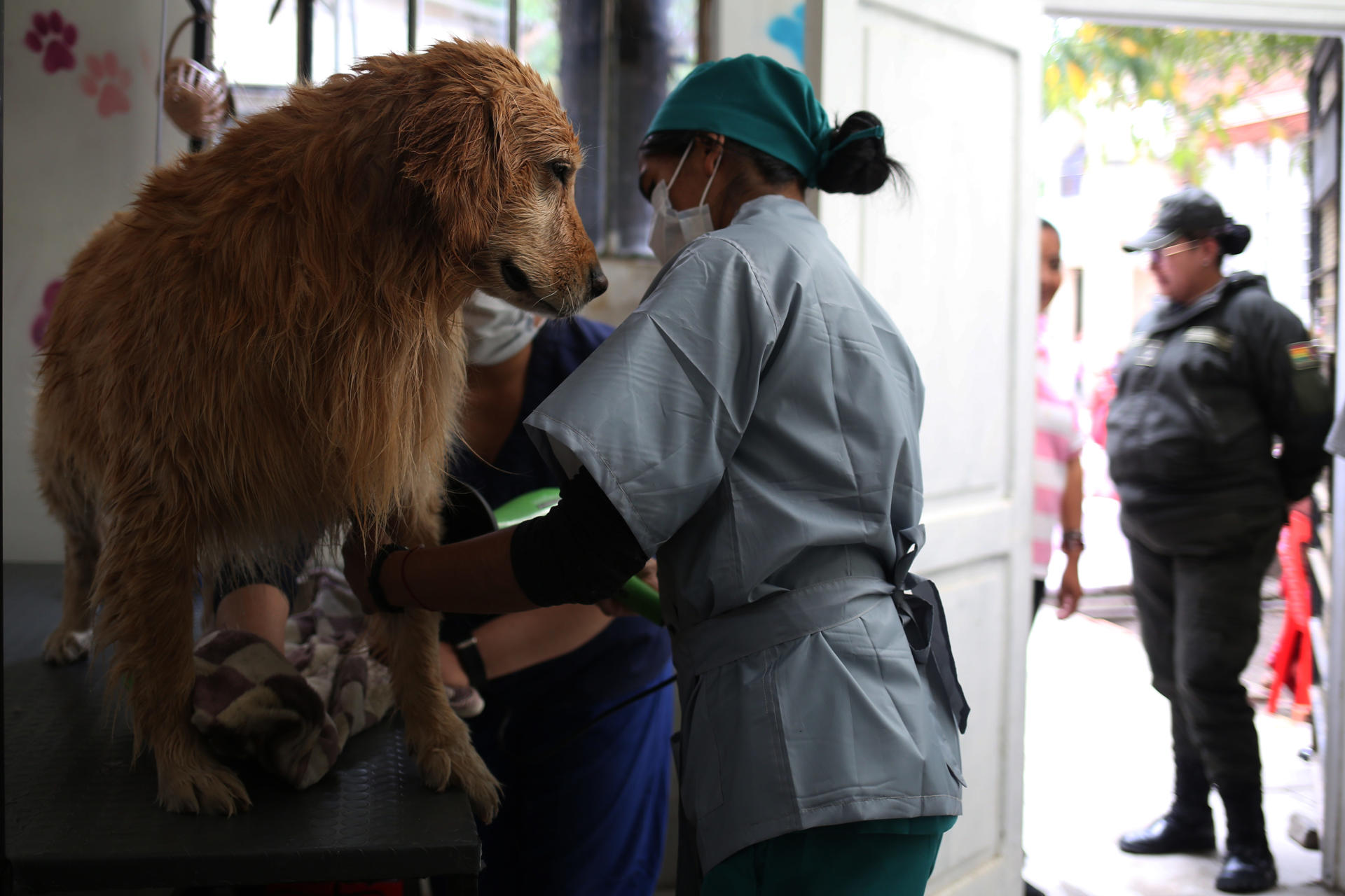 Mujeres privadas de la libertad atienden la peluquería canina.