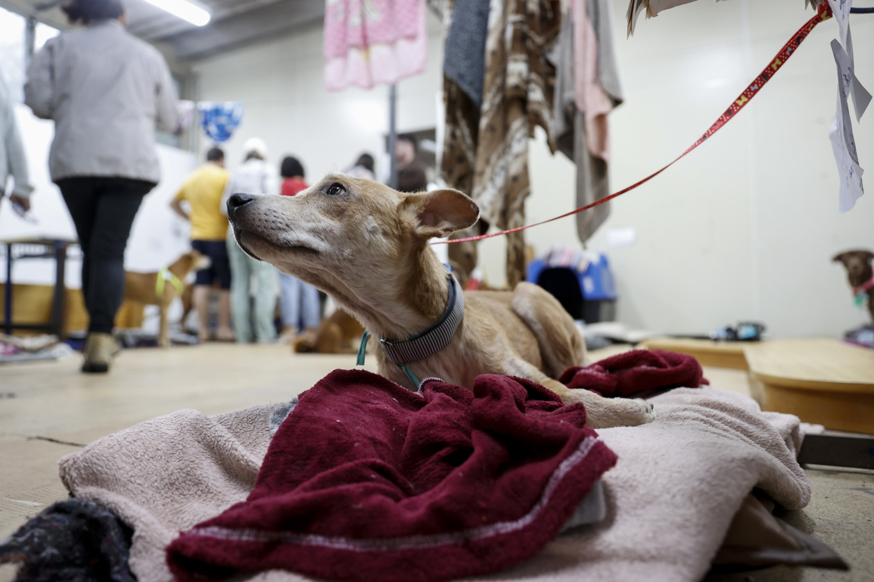 Perro en un refugio en Porto Alegre, Brasil.