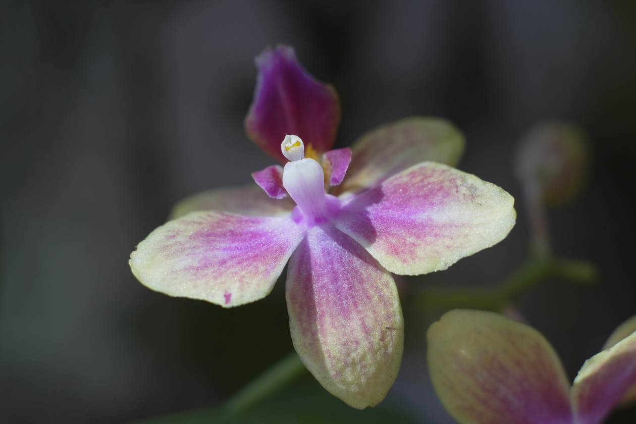 Fotografía del 'Mirador de las Orquídeas' en Cali.