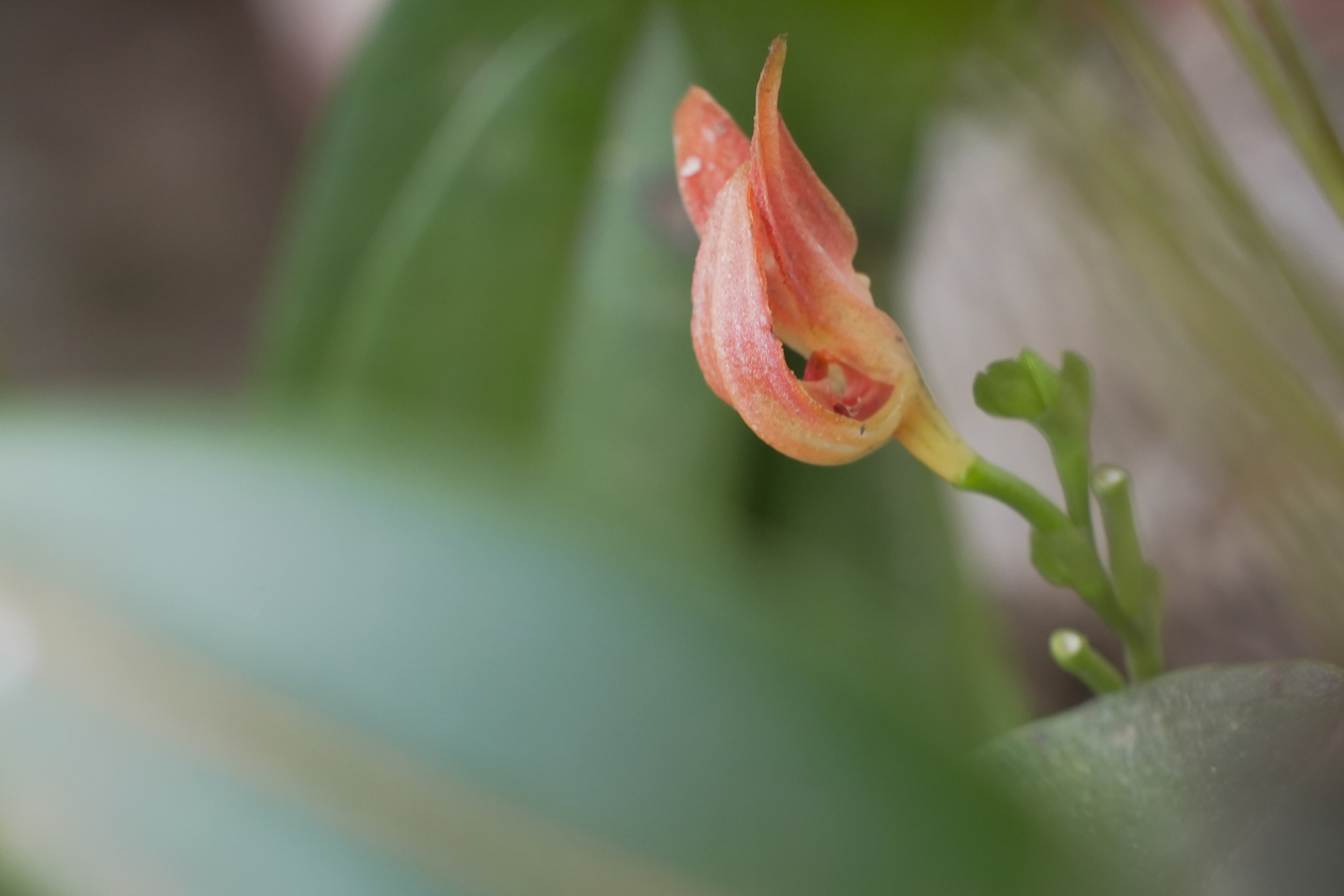 Fotografía del 'Mirador de las Orquídeas' en Cali.