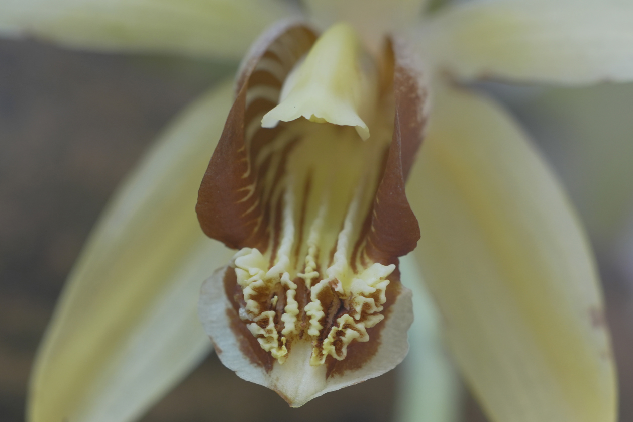 Fotografía del 'Mirador de las Orquídeas' en Cali.