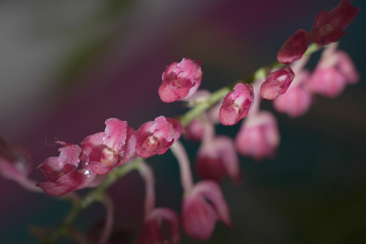 Fotografía del 'Mirador de las Orquídeas' en Cali.