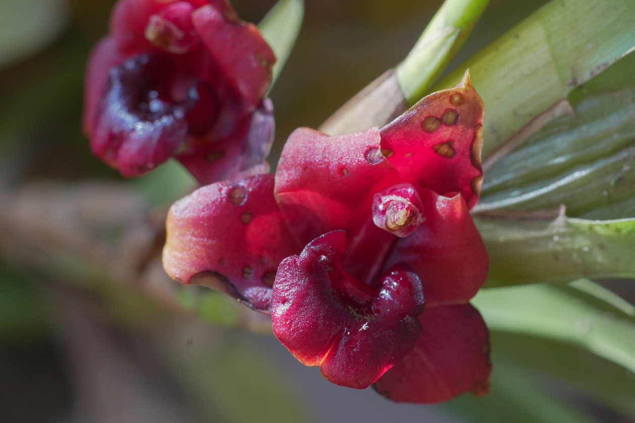Fotografía del 'Mirador de las Orquídeas' en Cali.