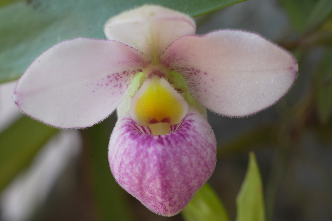 Fotografía del 'Mirador de las Orquídeas' en Cali.