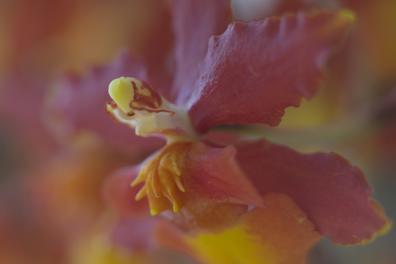 Fotografía del 'Mirador de las Orquídeas' en Cali.