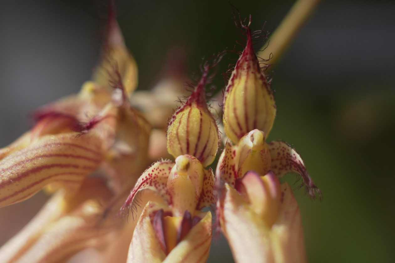 Fotografía del 'Mirador de las Orquídeas' en Cali.