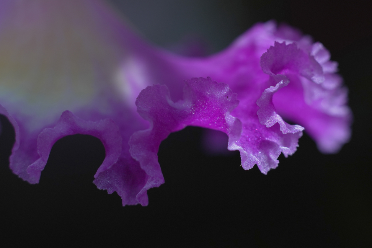 Fotografía del 'Mirador de las Orquídeas' en Cali.