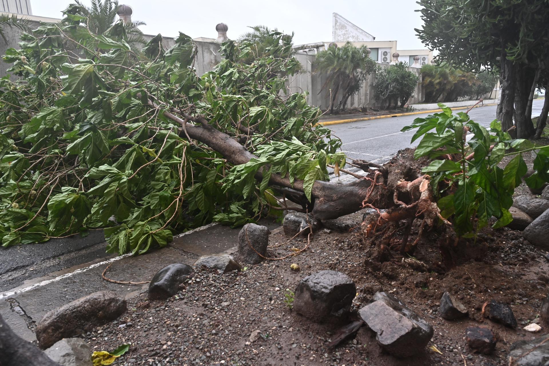Árbol caído tras el paso del huracán Melissa en Jamaica. 