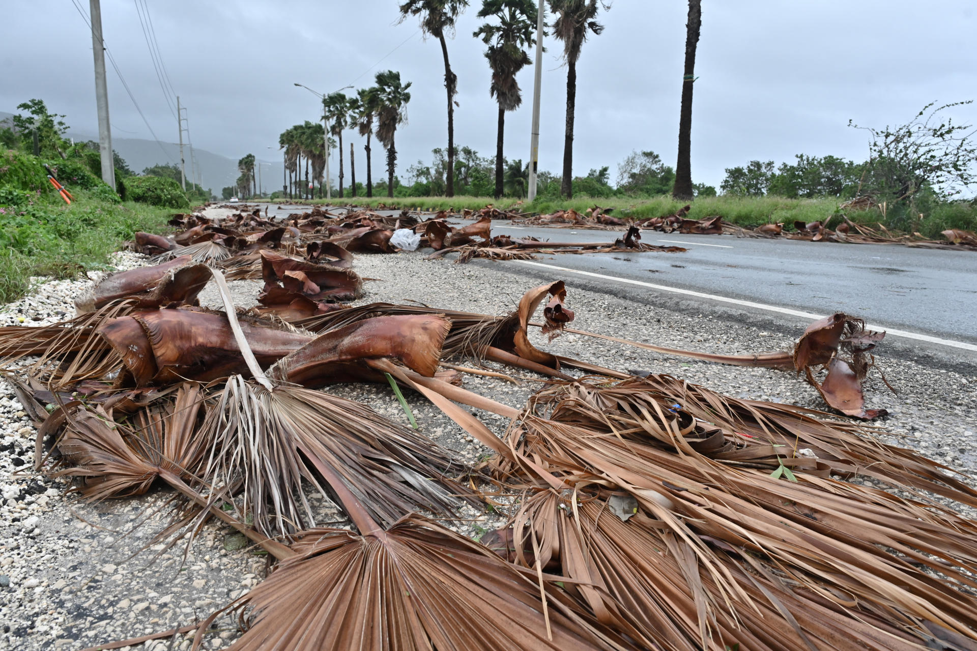 Palmeras caídas en Jamaica. 