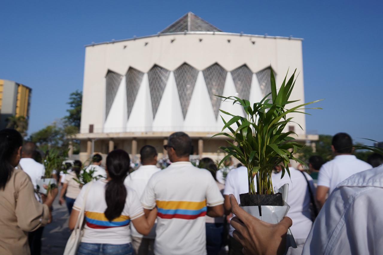 La palma de areca predominó, como una concientización ambiental.