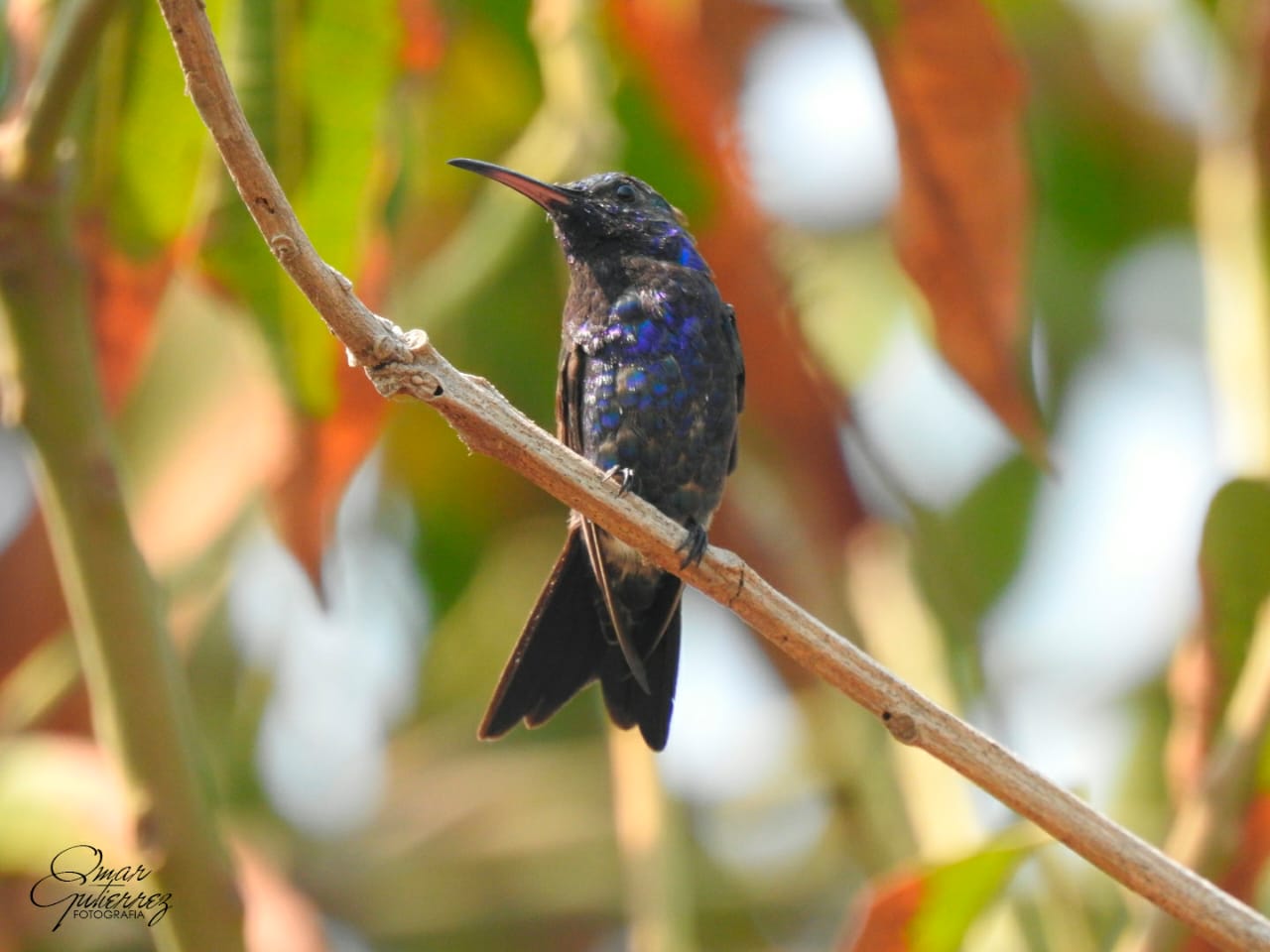 Colibrí cienaguero