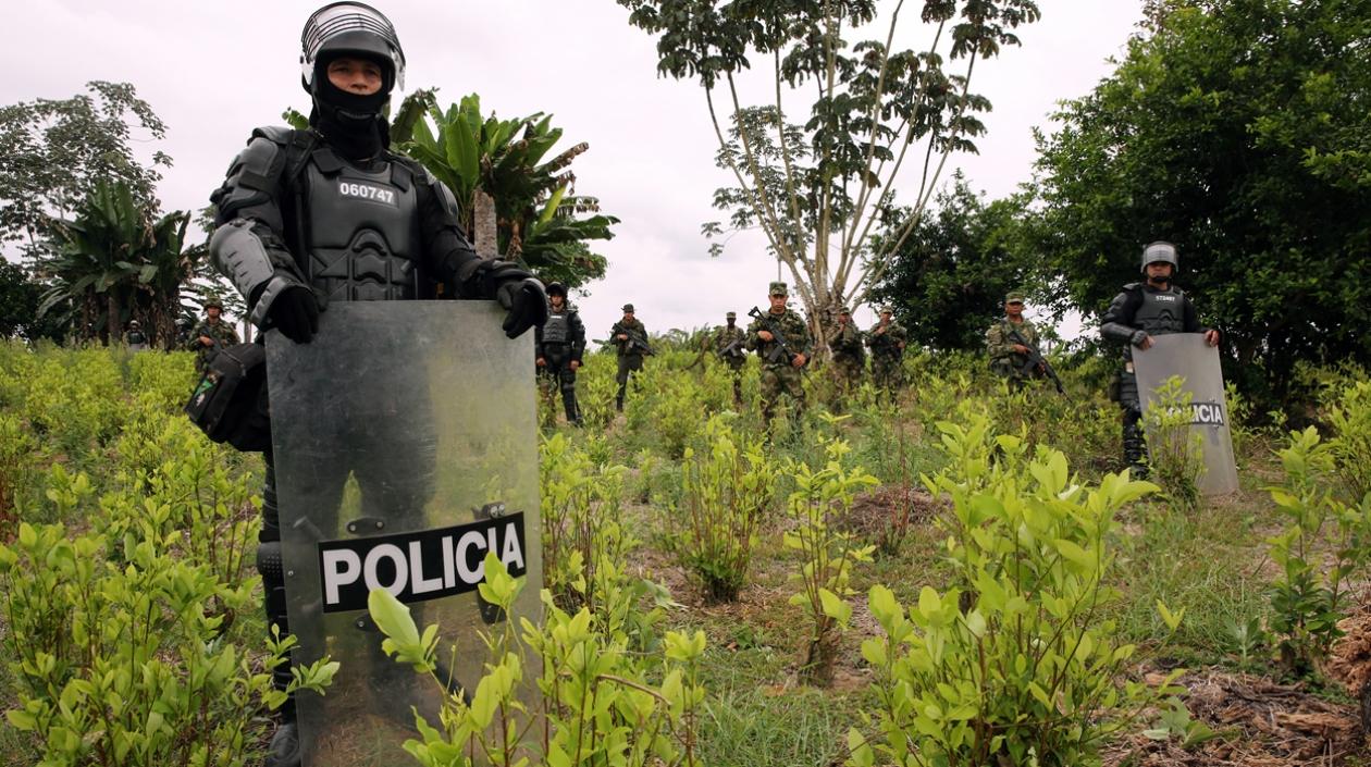 Policías de Colombia ocupan un cultivo de coca