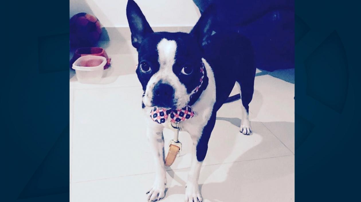 'Martina', perrita extraviada.