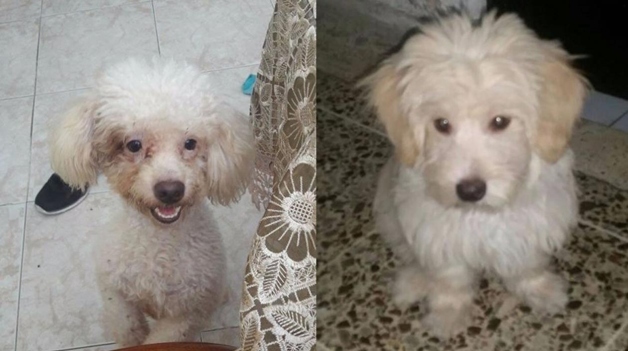 Los perros 'Max' y 'Rocko'.