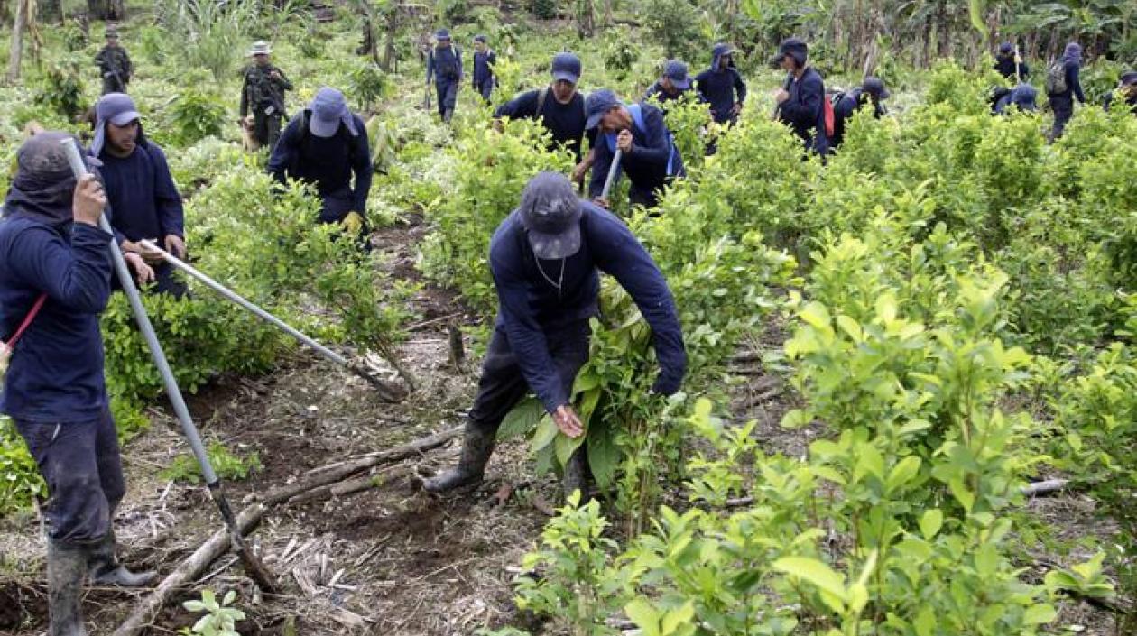 El año pasado en Colombia los cultivos ilícitos aumentaron en 52%.