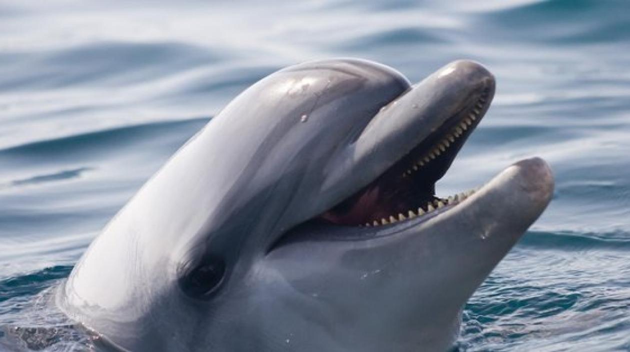  La larga lista de similitudes conductuales incluye muchos rasgos compartidos con humanos.