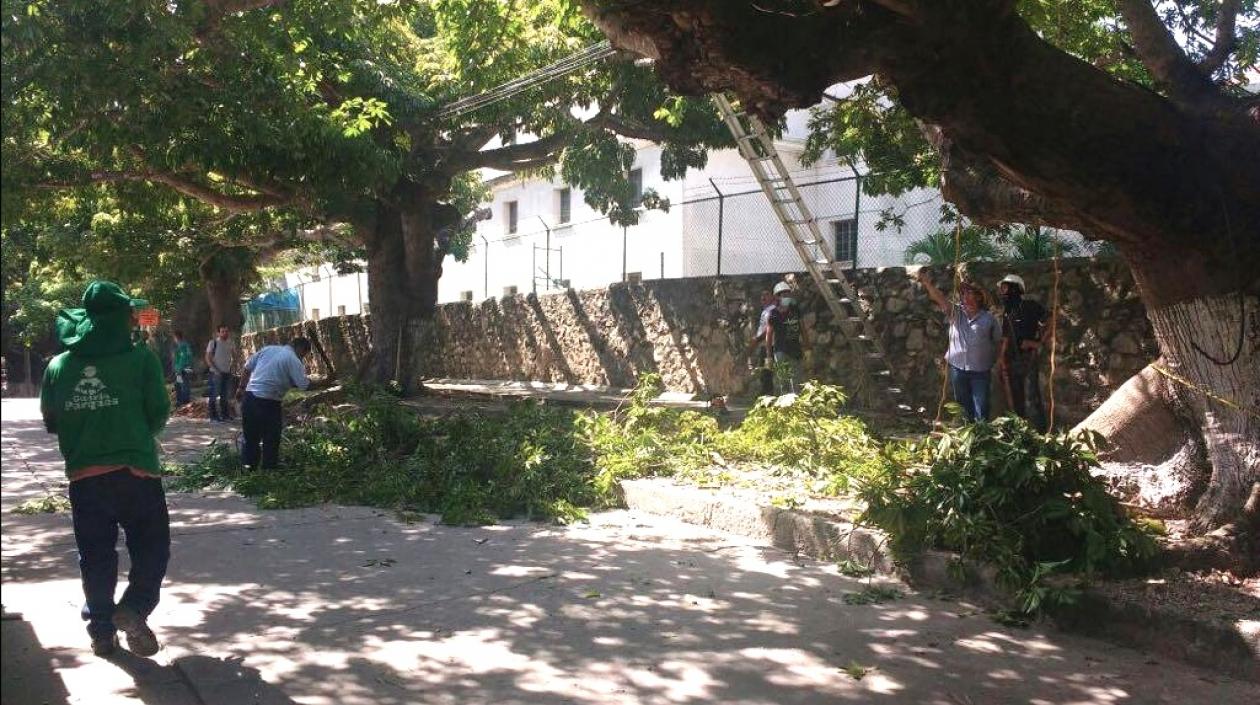 Grupo de trabajo en la recuperación de las bongas.