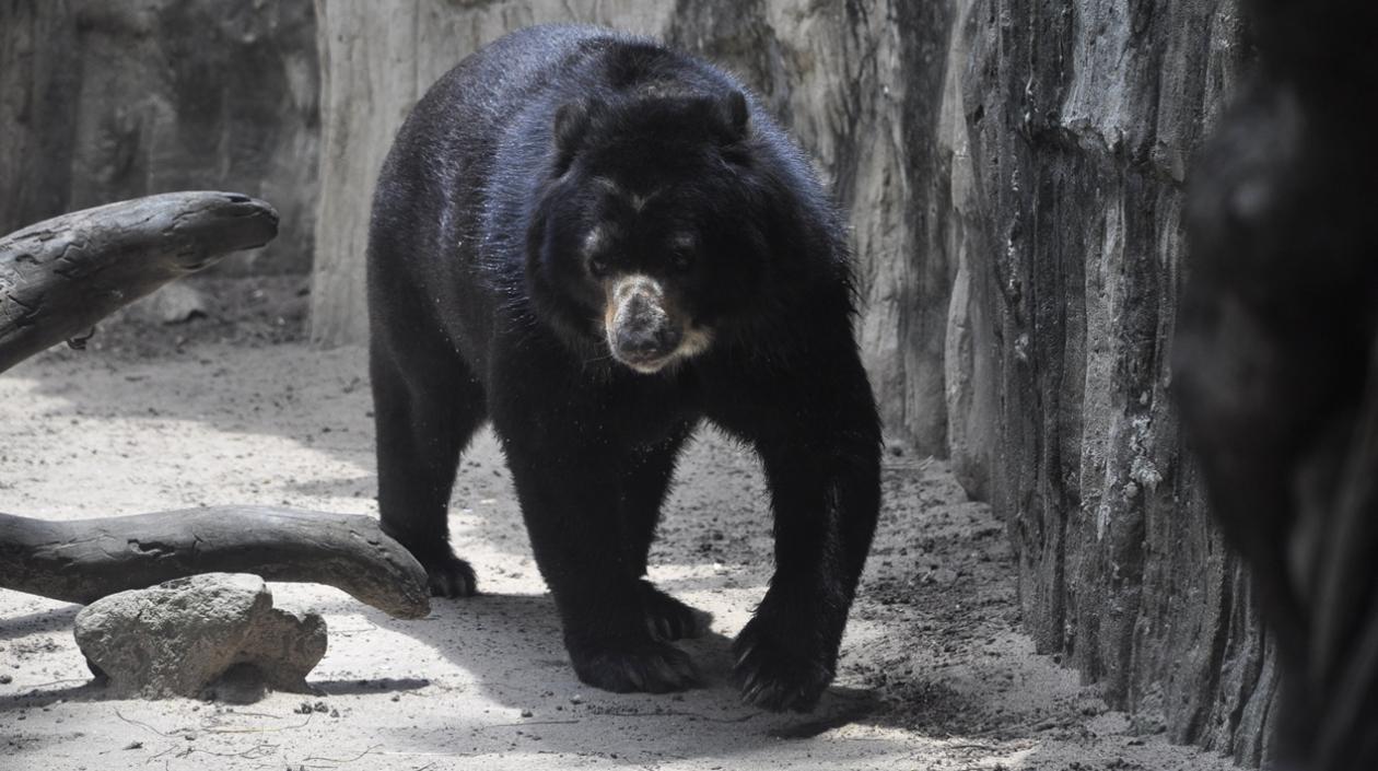 El oso volverá a acercarse a su pareja. 