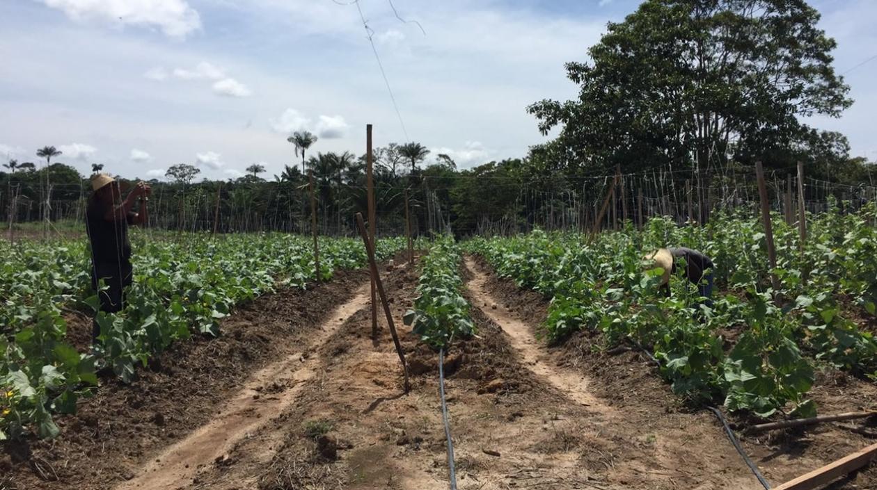Excombatientes de FARC comprometidos con La Paz y la reincorporación y el gobierno