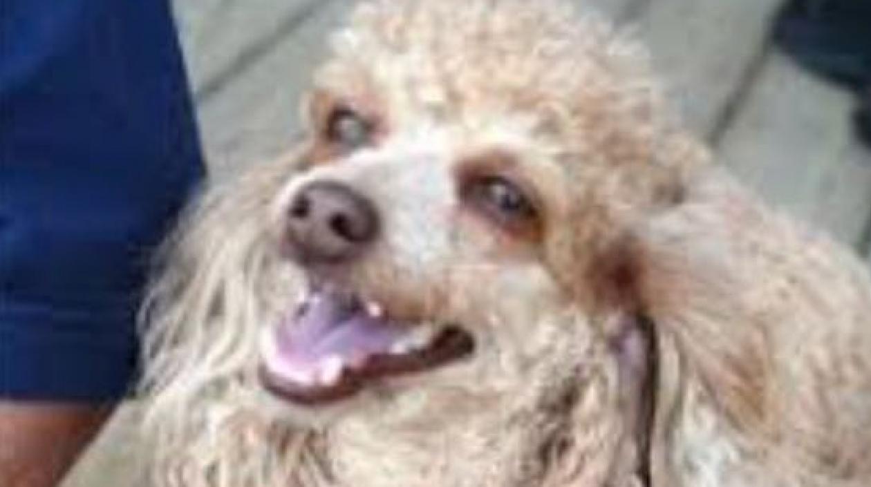 'Corazón' perrita extraviada