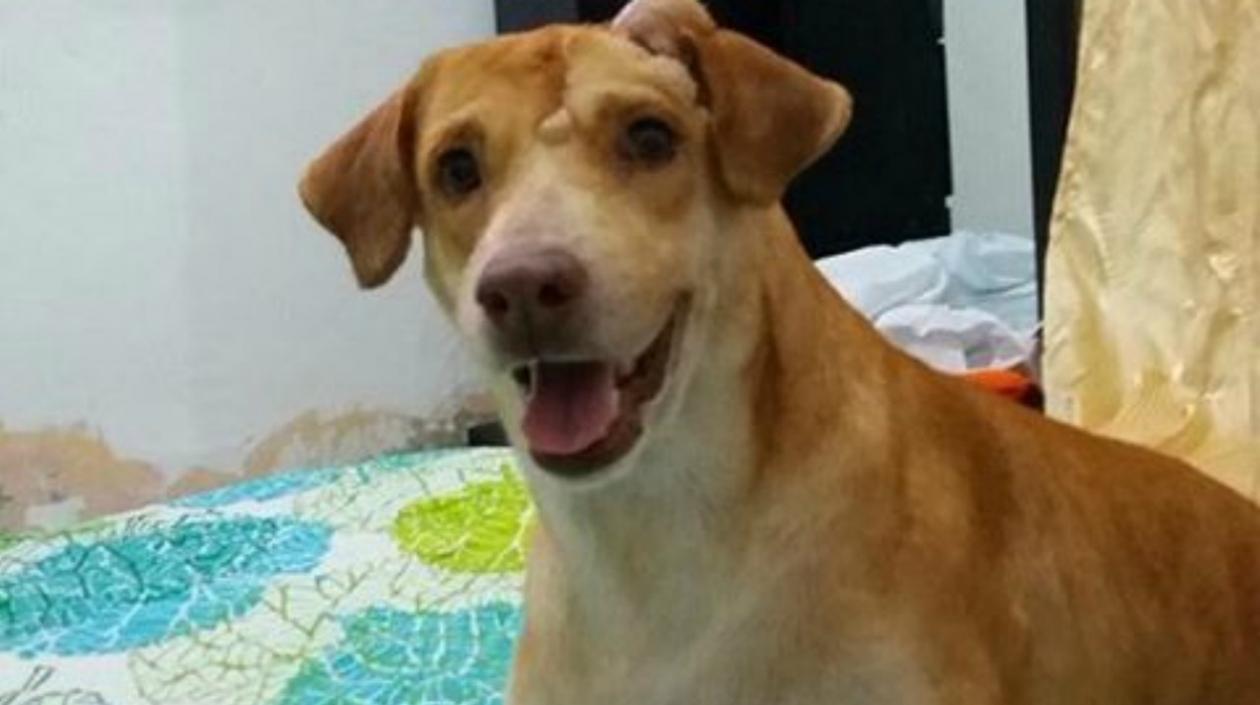 Scooby, perro perdido en Costa Hermosa.