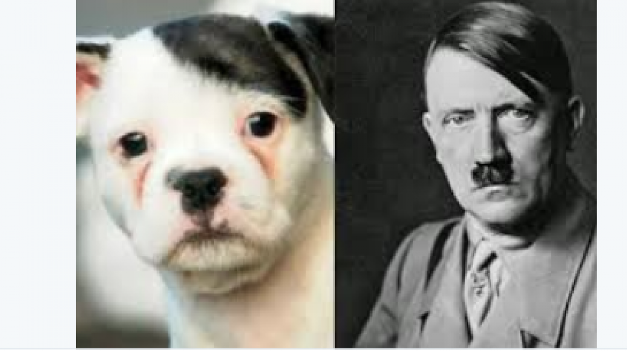 También fue comparado con un perro.