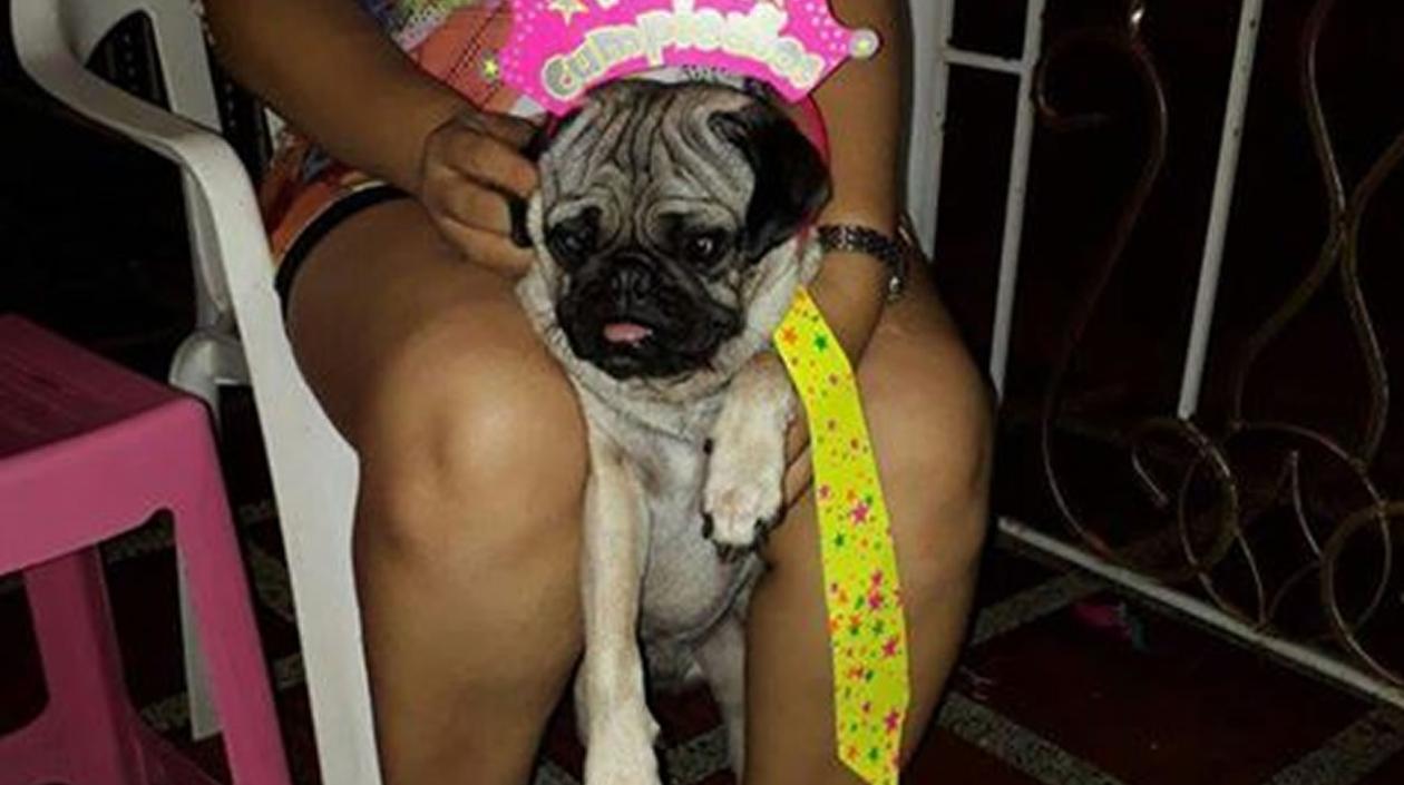 'Lukas', pug perdido.