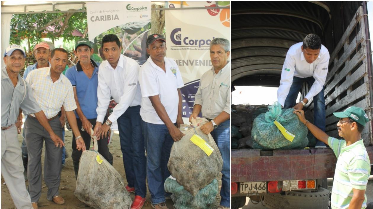 El proyecto en estos departamentos lo inició el Centro de Investigación Caribia de Corpoica con la caracterización de cada una de las asociaciones.