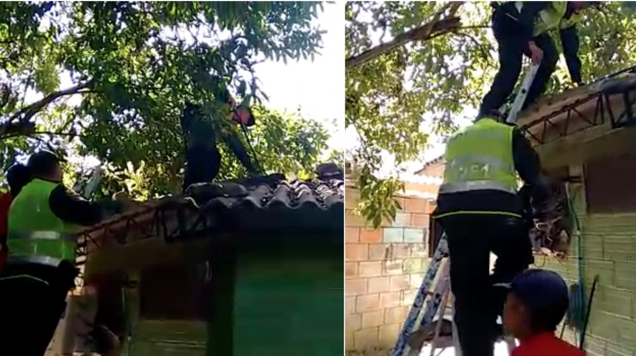 La Policía Ambiental rescató el reptil que estaba en una canaleta.