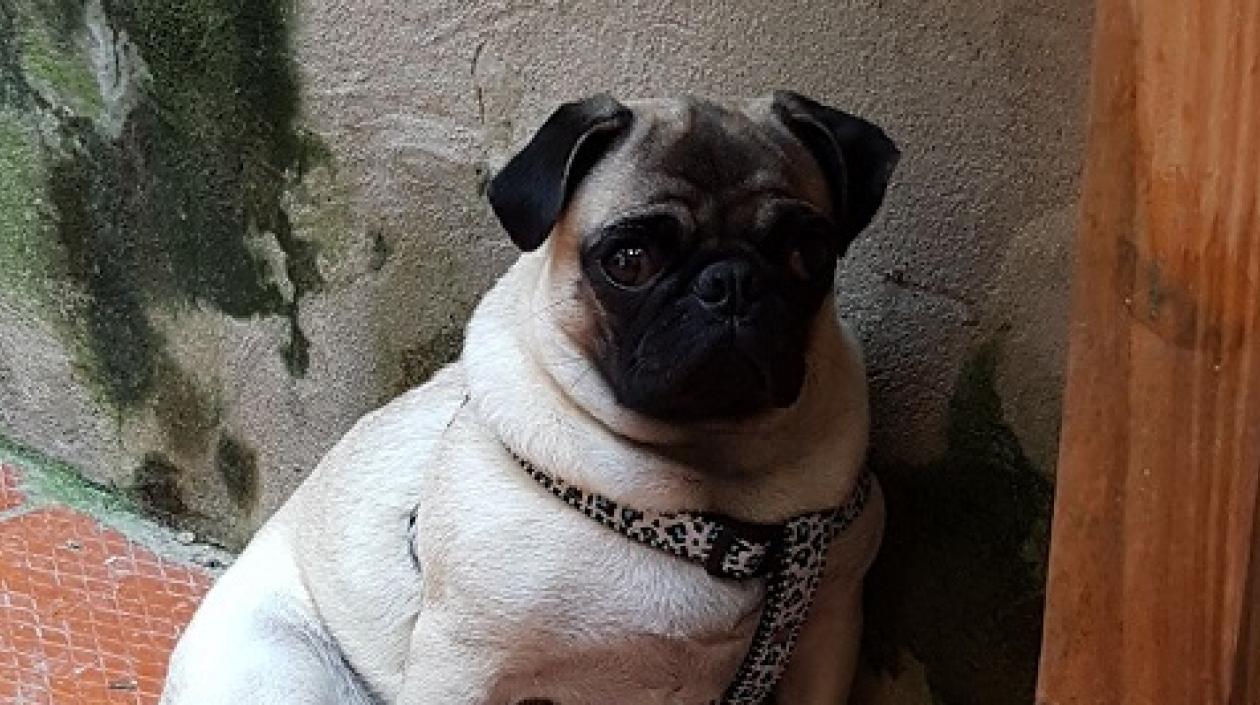 'Dulce' perrita que fue robada.