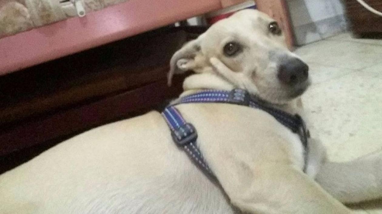 'Toby', perrito perdido.