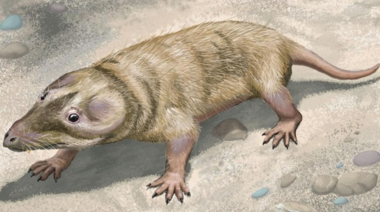 Brasilitherium, mamífero que vivió durante el Triásico Superior. 