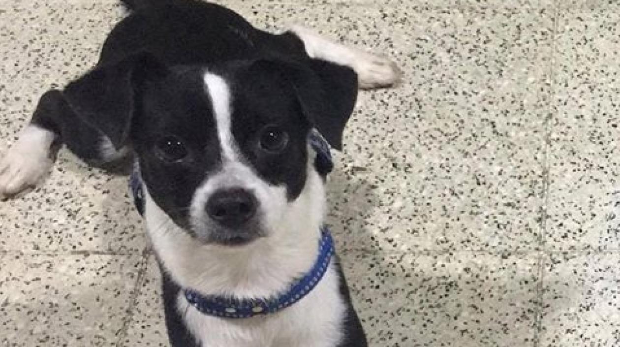 'Bruno' perro extraviado.