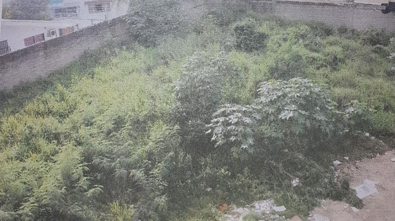 El lote objeto de la denuncia.