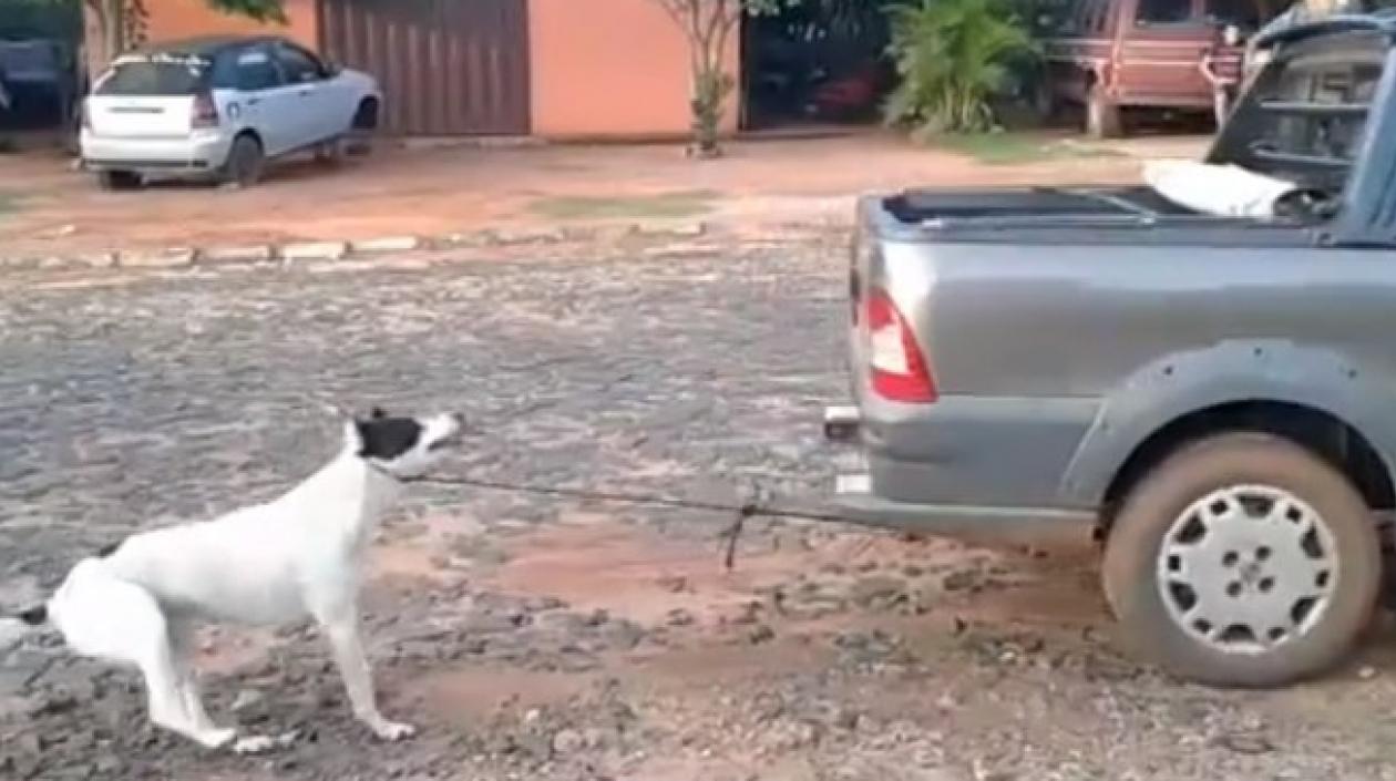 Las imágenes de lo que hicieron las mujeres al perro son impactantes y son las pruebas que tiene la justicia paraguaya.